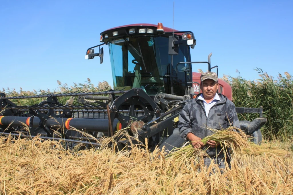 Сырдария: молшылық мерекесі берекесімен келді