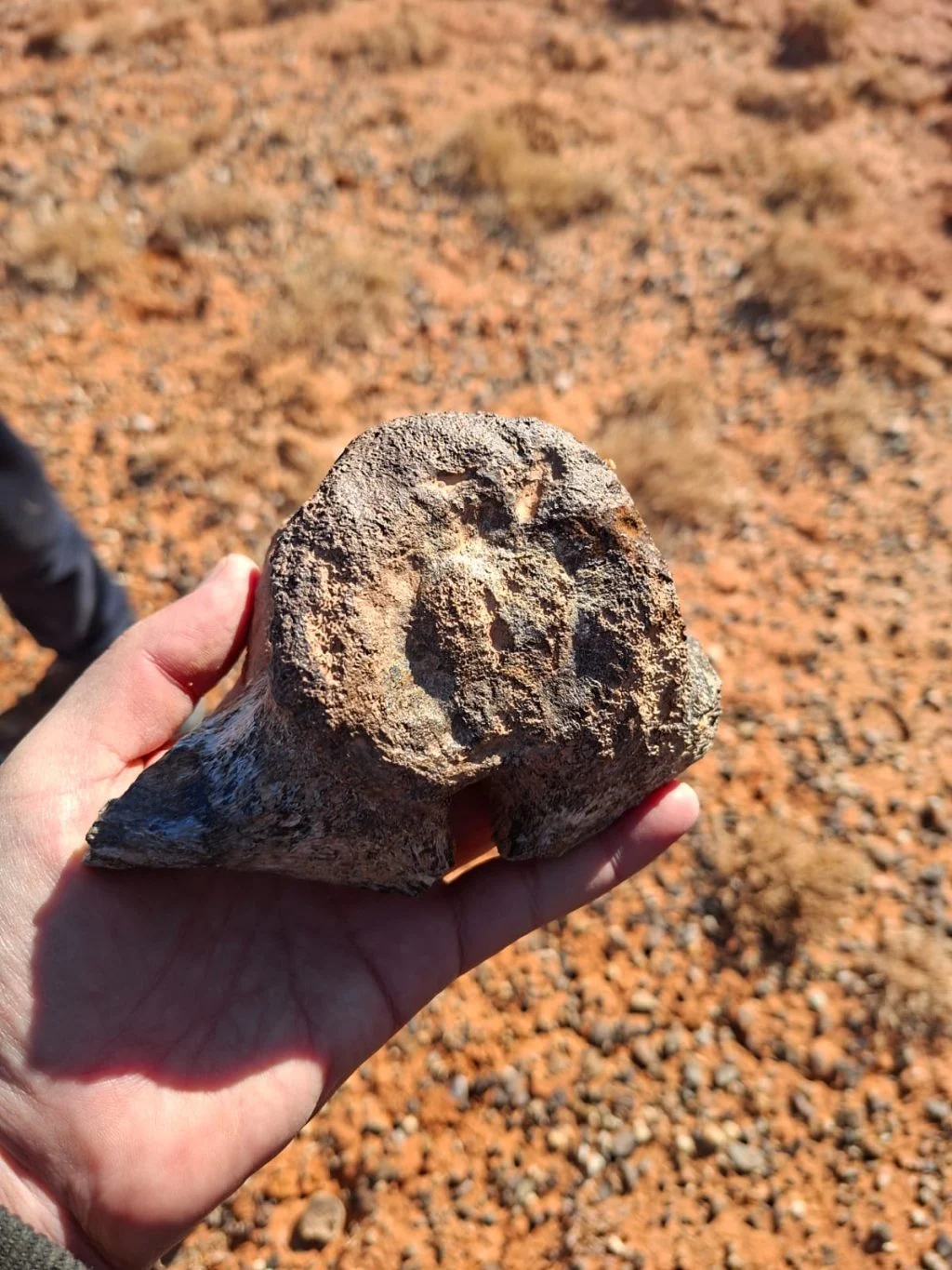 Асхат САЙЛАУ, облыстық тарихи-өлкетану музейінің ғылыми қызметкері: Шах-шах шатқалын палеонтологиялық кешенге айналдыру керек