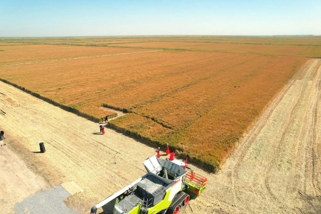 Сыр өңіріндегі егіс алқаптары әртараптандырылуда